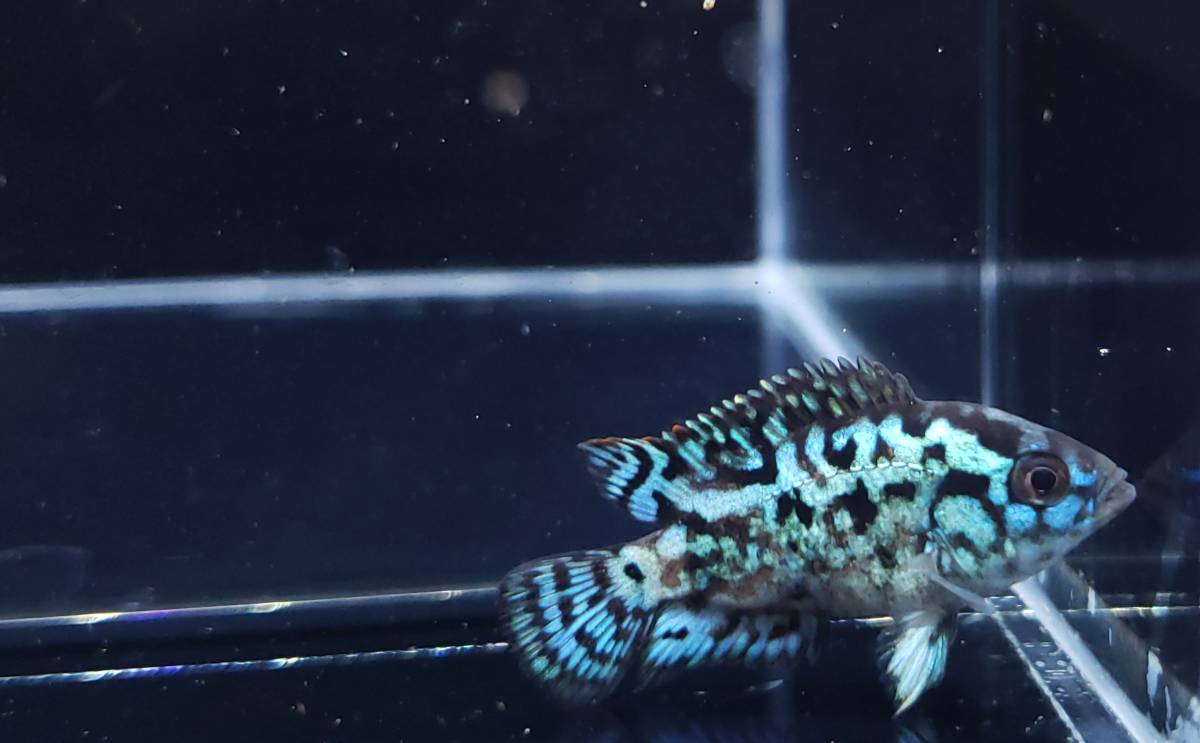 〔maiko_green08〕 エレクトリックブルーデンプシー　②　約3～4ｃｍ　【5匹セット】　【一部死着保証あり】_5