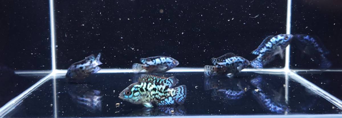 〔maiko_green08〕 エレクトリックブルーデンプシー　②　約3～4ｃｍ　【5匹セット】　【一部死着保証あり】_6