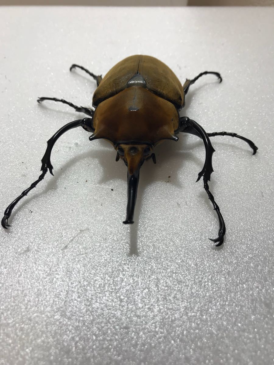 エレファスゾウカブト新成虫 ペア No.2