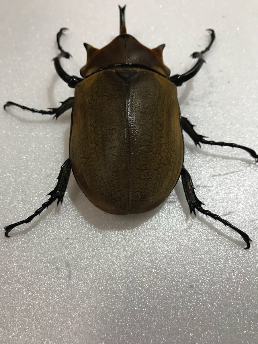 エレファスゾウカブト新成虫 ペア No.2