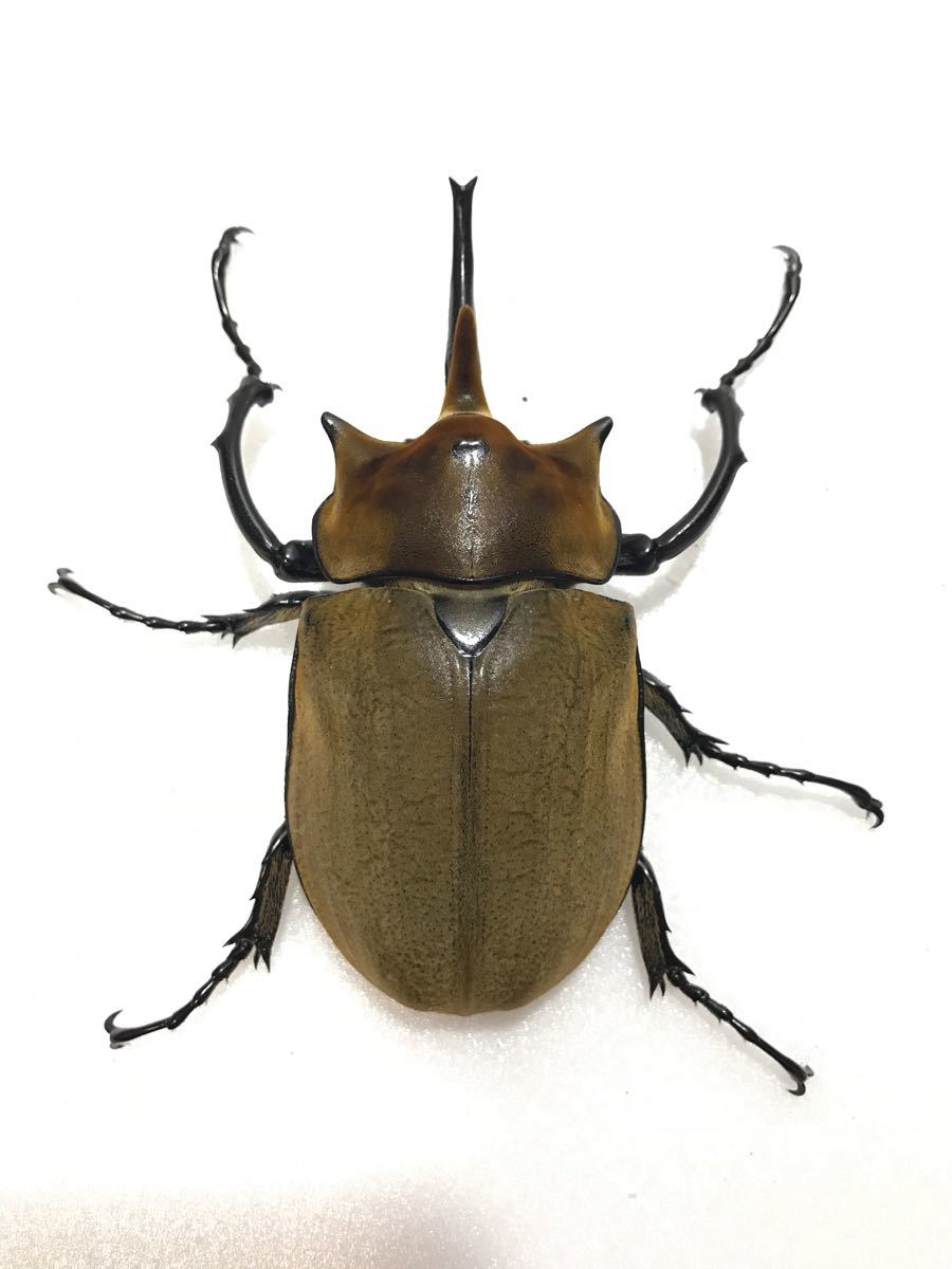 エレファスゾウカブト新成虫 ペア No.2