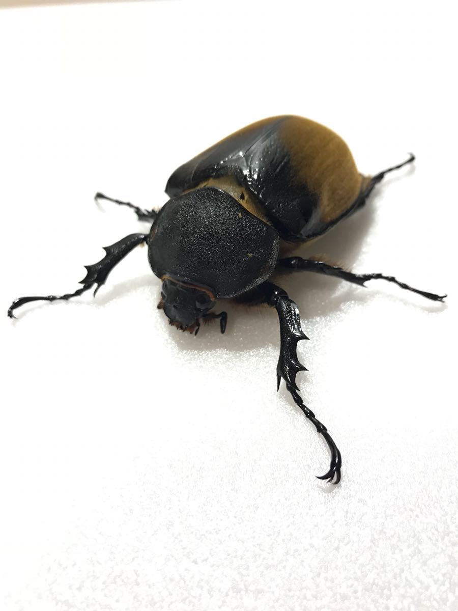 エレファスゾウカブト新成虫 ペア No.2