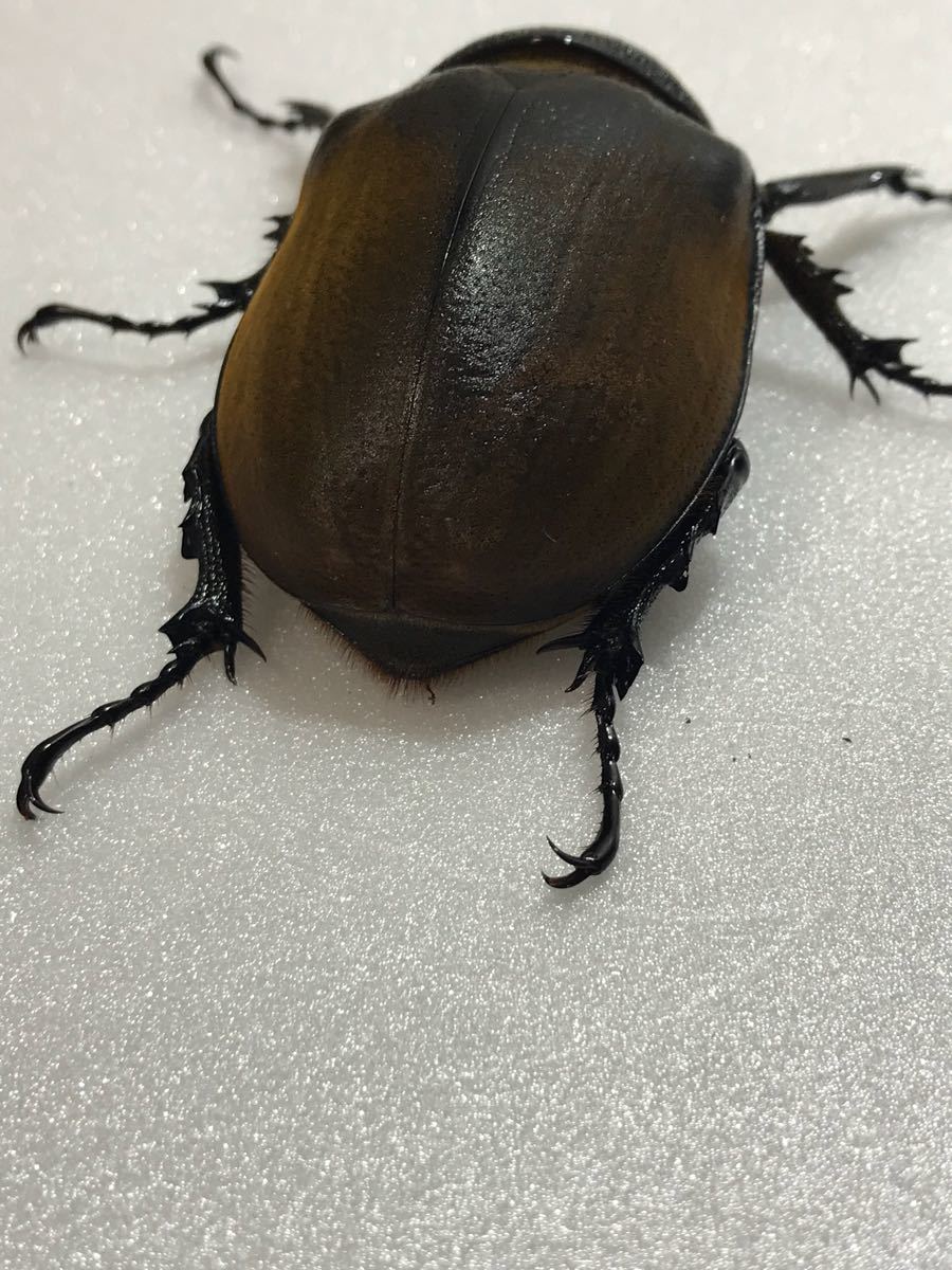 エレファスゾウカブト新成虫 ペア No.2