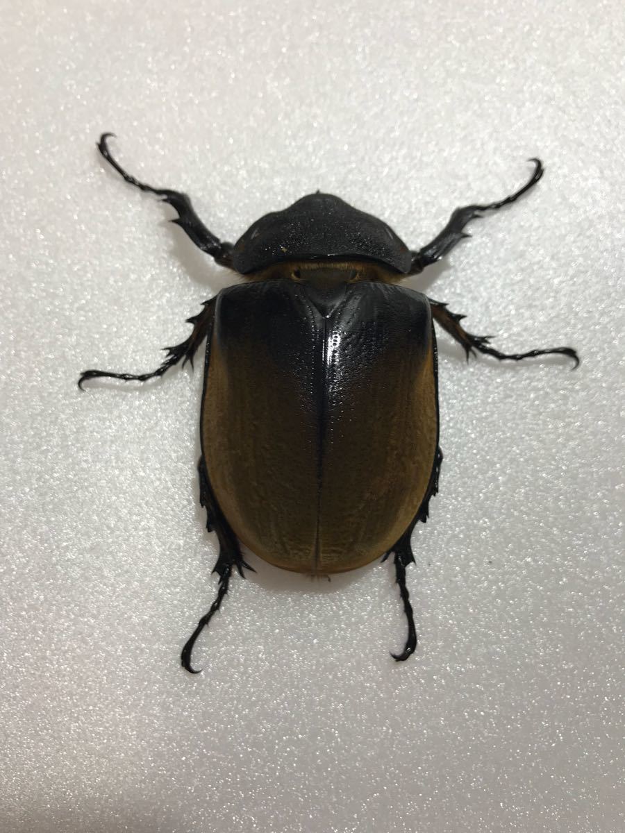 エレファスゾウカブト新成虫 ペア No.2