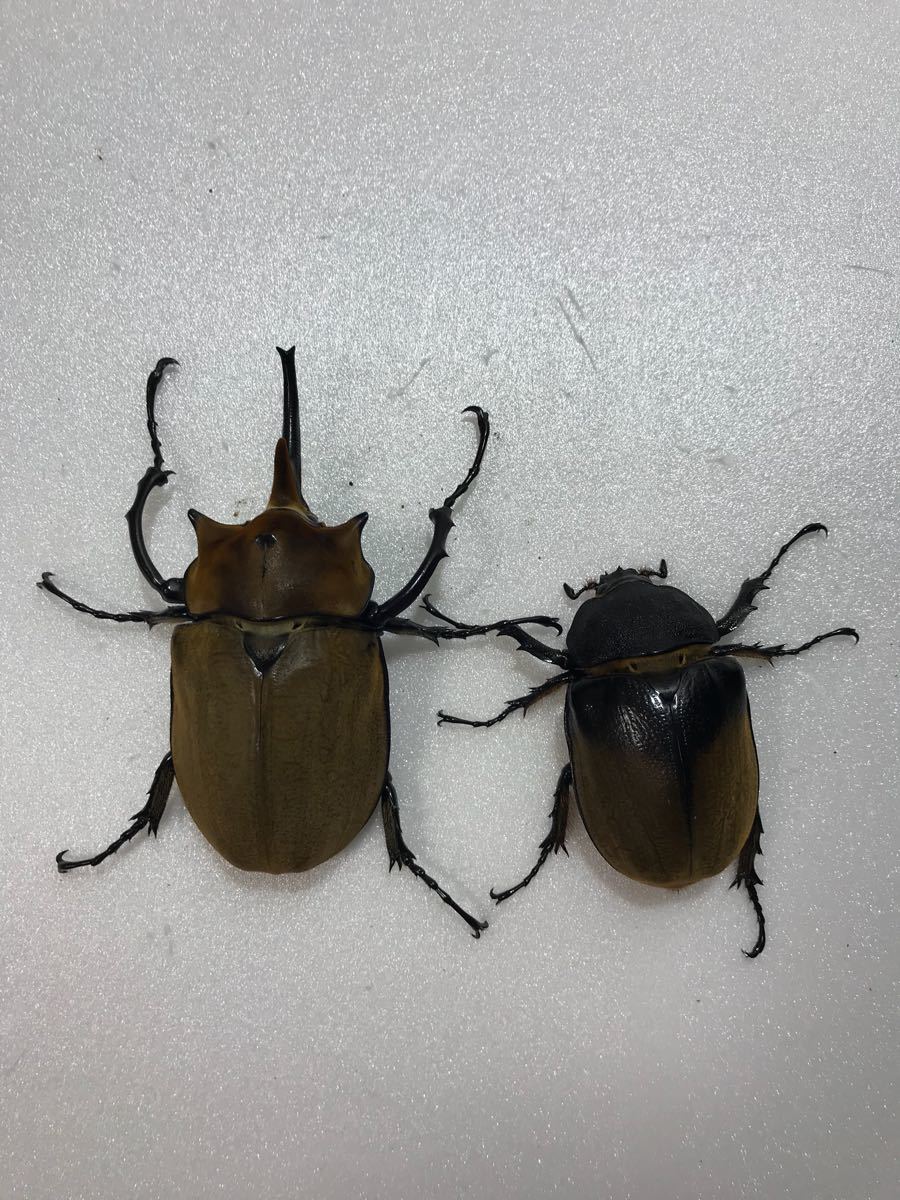 エレファスゾウカブト新成虫 ペア No.2