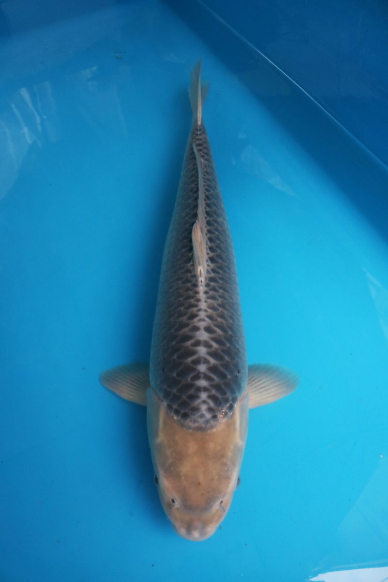 魚酔 細い編み目 面迫養鯉場産 群青浅黄 55cm S12 Mp03 錦鯉 売買されたオークション情報 Yahooの商品情報をアーカイブ公開 オークファン Aucfan Com