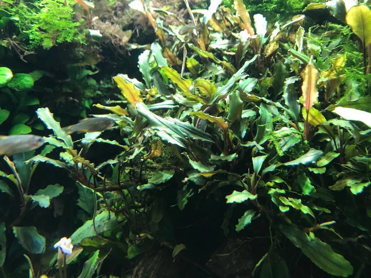 【水草】ブセファランドラ sp. パールグレイ 子株付き(無農薬)(水中葉)(1株) sp. 完全水中葉 ブセファランドラsp TB便！ Red(無農薬)(水中葉)1株 ブセファランドラsp.パールグレイ