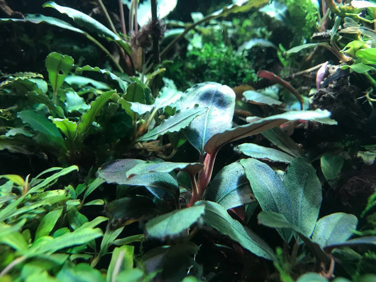 【水草】ブセファランドラ sp. パールグレイ 子株付き(無農薬)(水中葉)(1株) sp. 完全水中葉 ブセファランドラsp TB便！ Red(無農薬)(水中葉)1株 ブセファランドラsp.パールグレイ