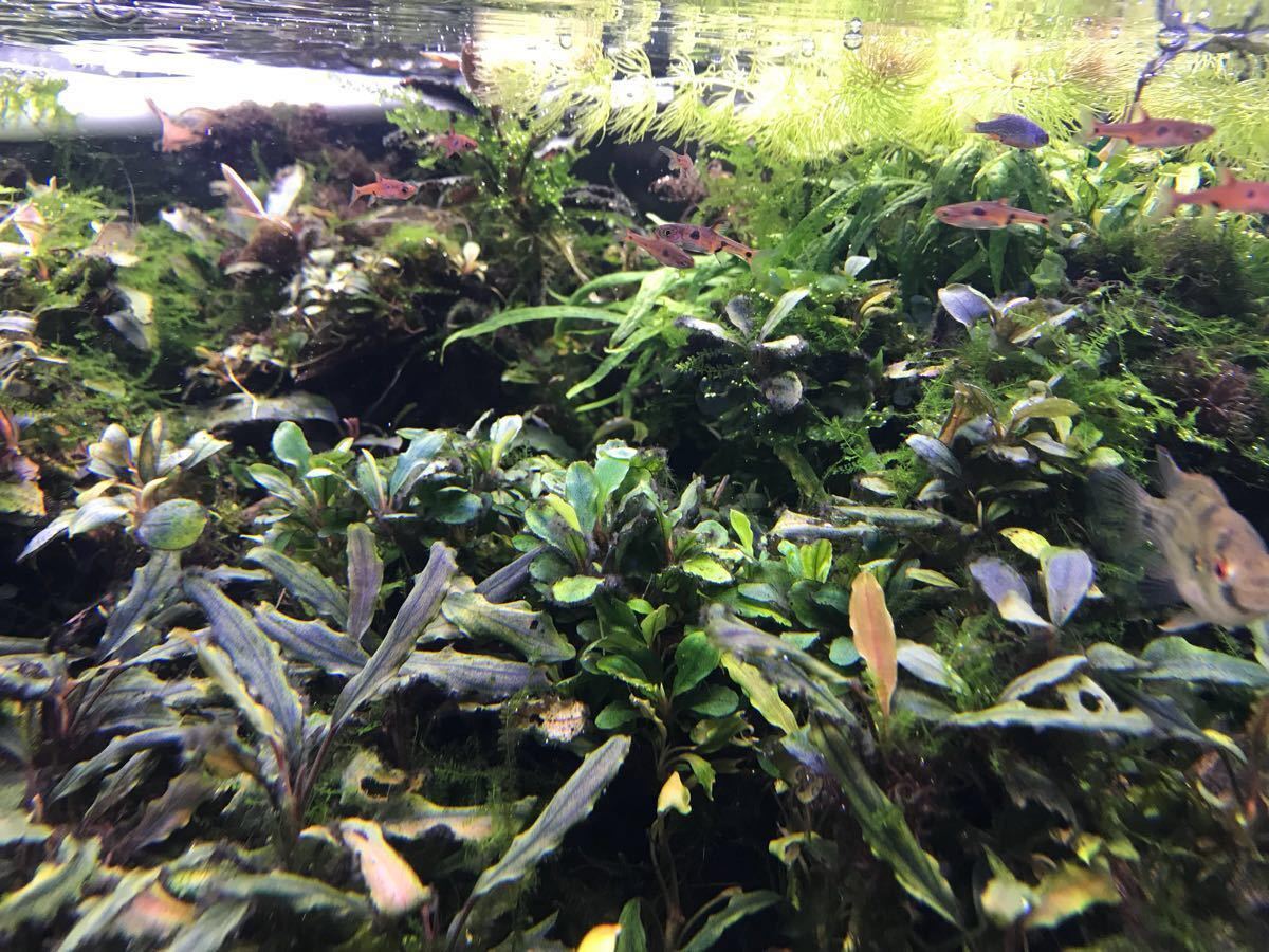 【水草】ブセファランドラ sp. パールグレイ 子株付き(無農薬)(水中葉)(1株) sp. 完全水中葉 ブセファランドラsp TB便！ Red(無農薬)(水中葉)1株 ブセファランドラsp.パールグレイ