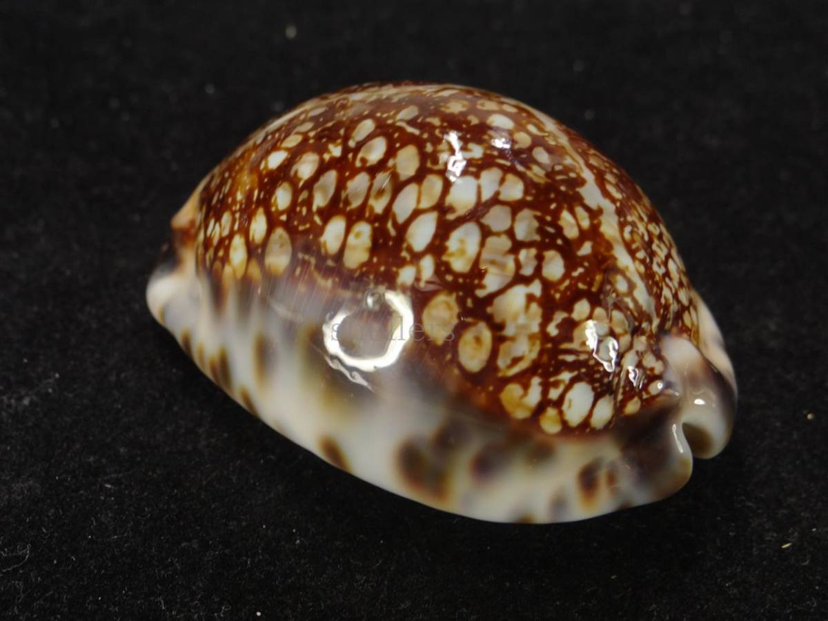 タカラガイ科｜貝殻標本店「F] 貝 標本 シンダータキッコウダカラ