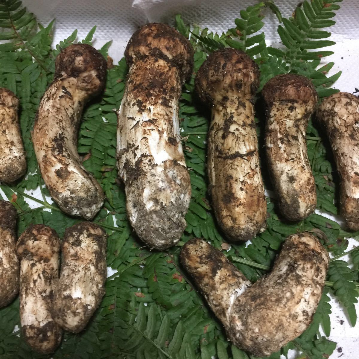 驚きの破格値，大得価 国産 信州産 松茸 約390g 14本 9/