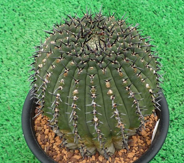 サボテン、多肉植物　黒刺鳳頭-30