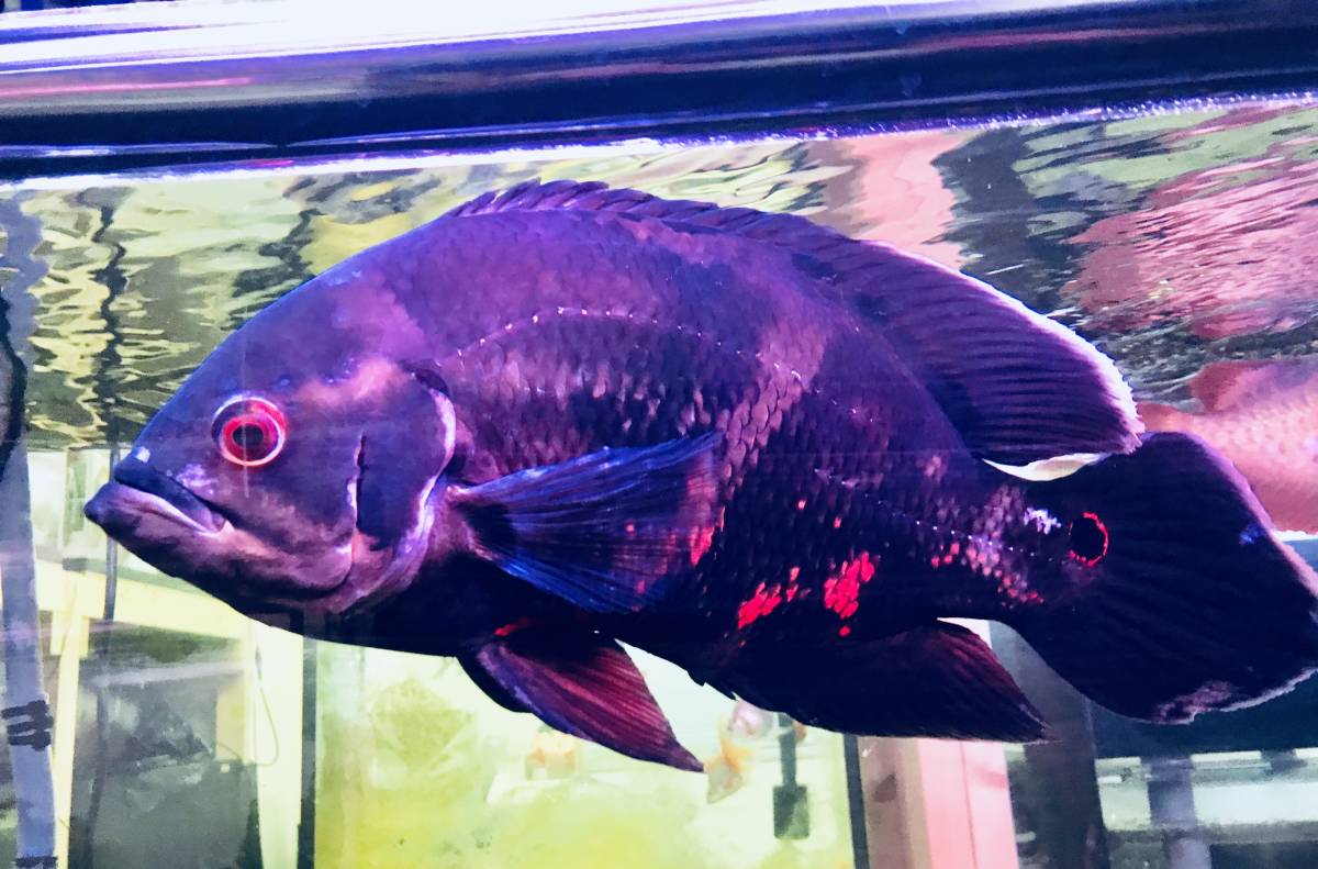 【大得価，セール】 大迫力 ワイルドオスカー 40センチ級 なかなかいません(淡水魚)｜売買されたオークション情報、yahooの商品情報をアーカイブ公開 - オークファン その他