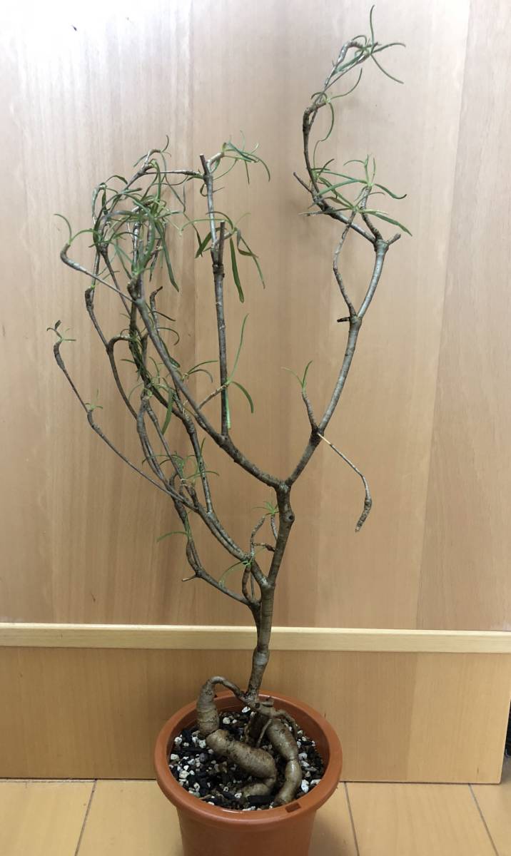 Euphorbia hedyotoides ユーフォルビア ヘディオトイデス 根塊