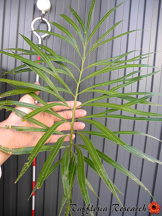 RR_今日のソテツ！/Cycas debaoensis Glaucous/1株/V字葉 羽状複葉