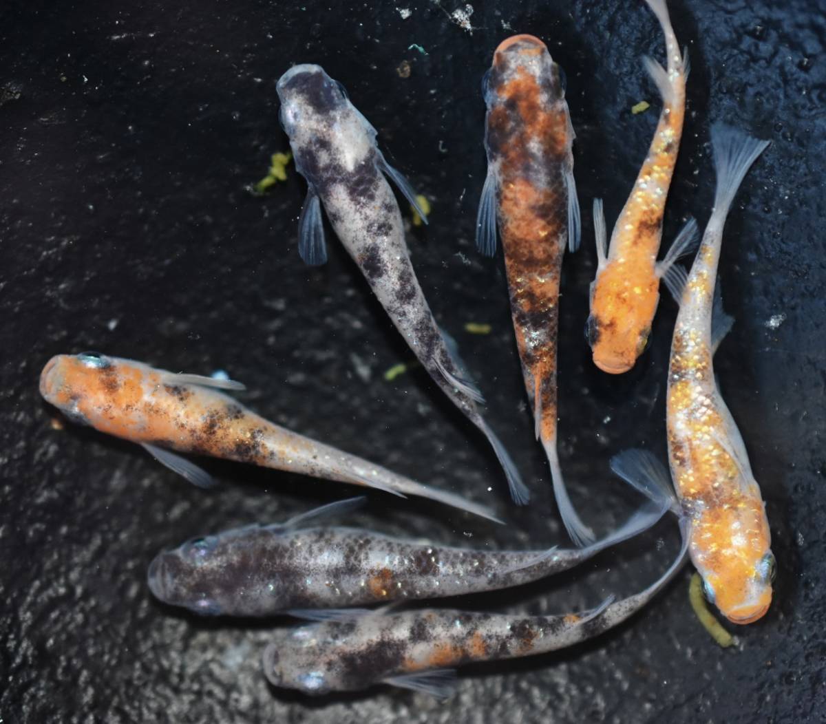 【魚楽メダカ】三色ラメ幹之めだか♂３♀４