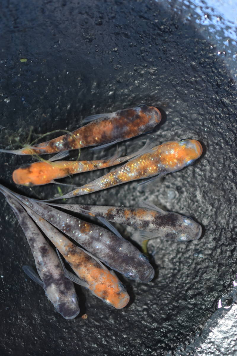 【魚楽メダカ】三色ラメ幹之めだか♂３♀４