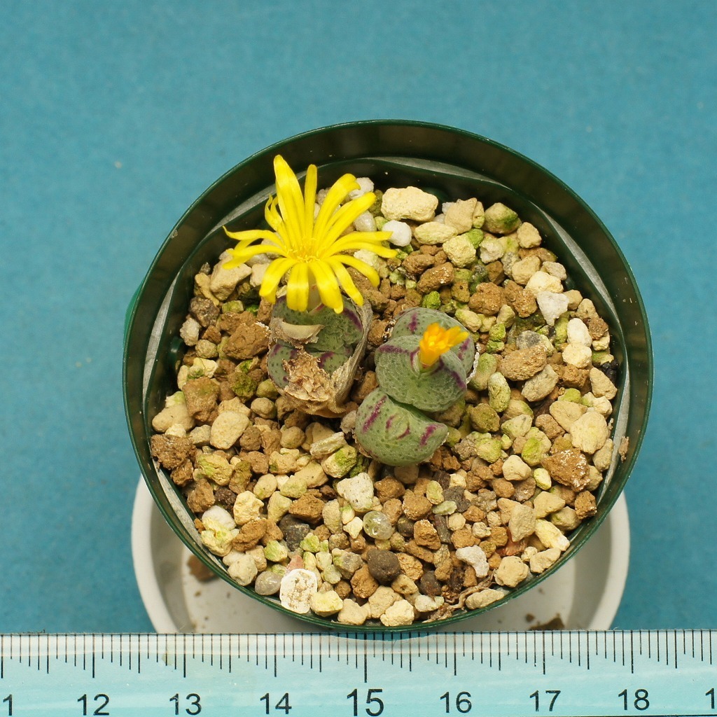 Conophytum 'Hatobue' コノフィッツム 鳩笛★ミニミニ多肉植物★第四種抜苗送料無料★1円スタート!!_1