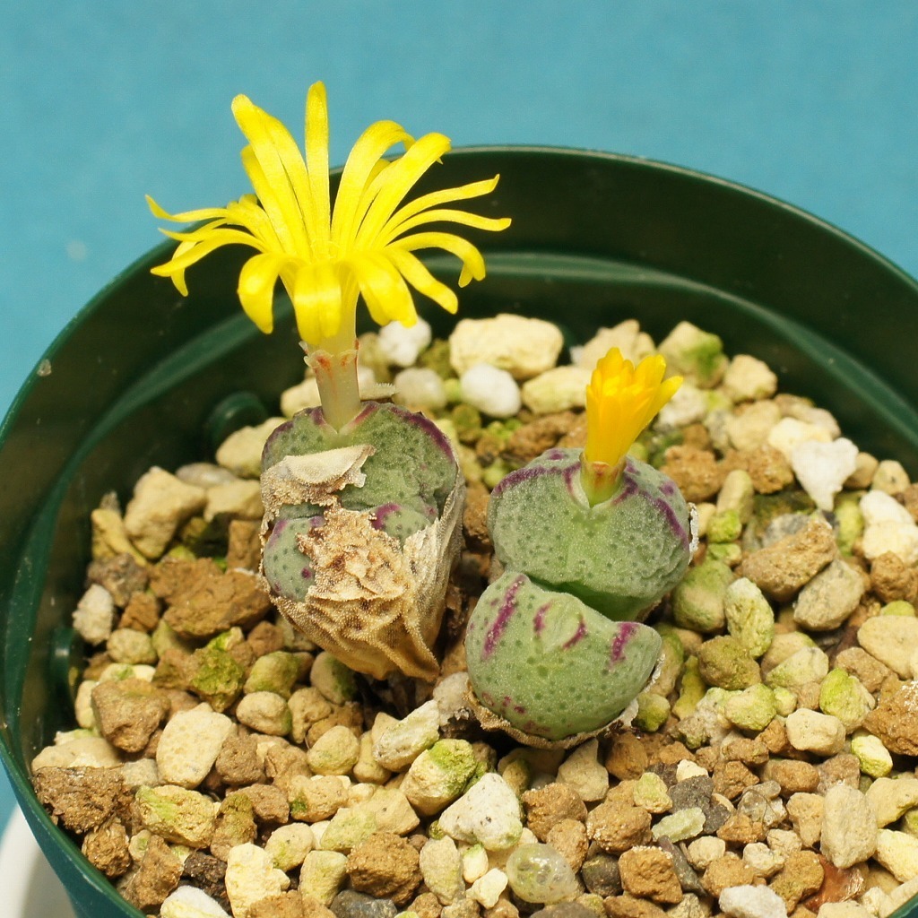 Conophytum 'Hatobue' コノフィッツム 鳩笛★ミニミニ多肉植物★第四種抜苗送料無料★1円スタート!!_2