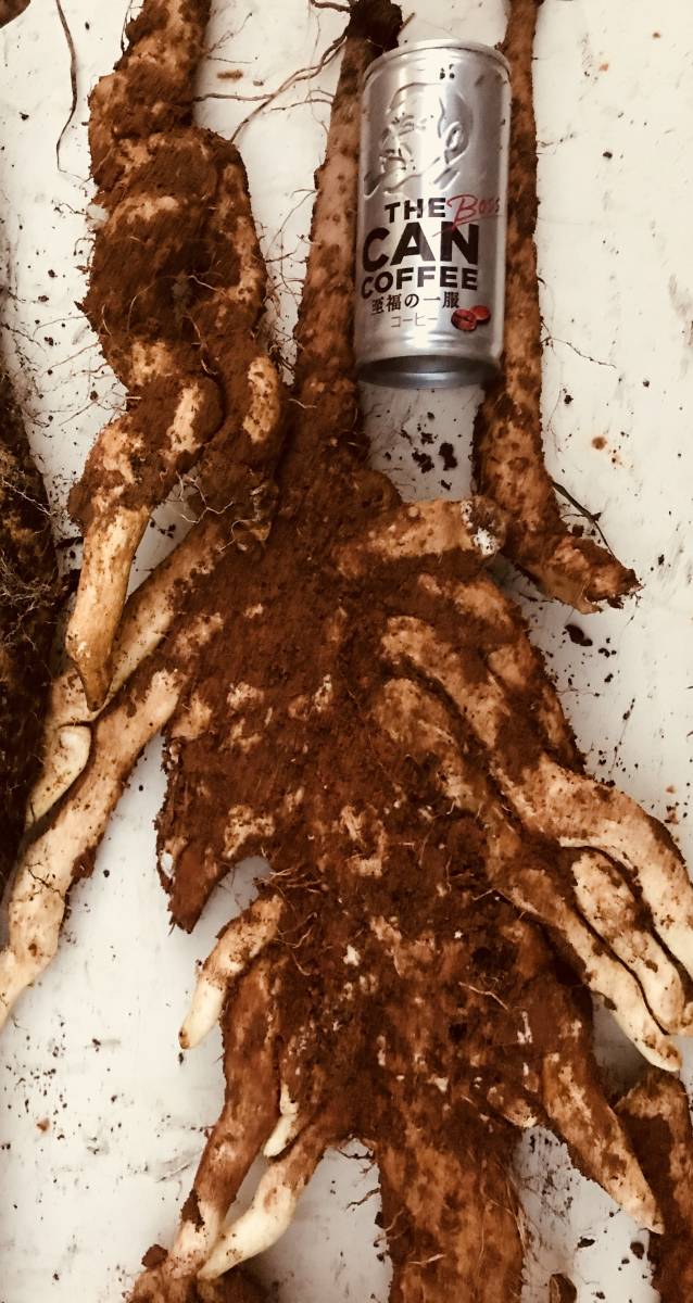 天然自然薯 本物 鹿児島県の山中にて掘り立てです。特大サイズ多数のなんと約４.１キロ分