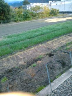 来期予約　たまねぎの苗　七宝早生７号　10月中旬から順次発送