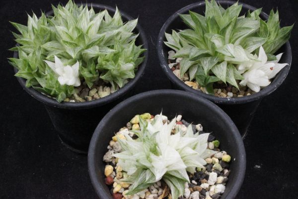 氷砂糖 3株セット ハオルチア 斑 錦 多肉植物 ウルトラ処分 Yahoo