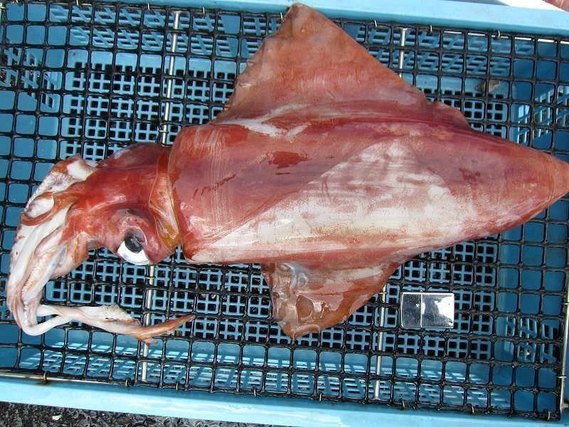 お刺身用、巨大「ya紅烏賊1本6.4kg」..美しい釣り物！！ (活冷凍)山陰境港産、お刺身用