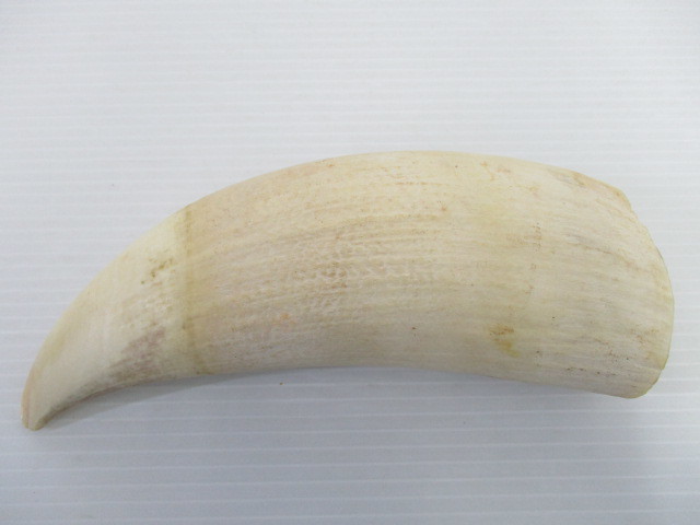鯨歯　全長13cm・重量179gm 1901GMT019 鯨の歯 鯨歯 鯨牙 計2点 総重量約1176g②