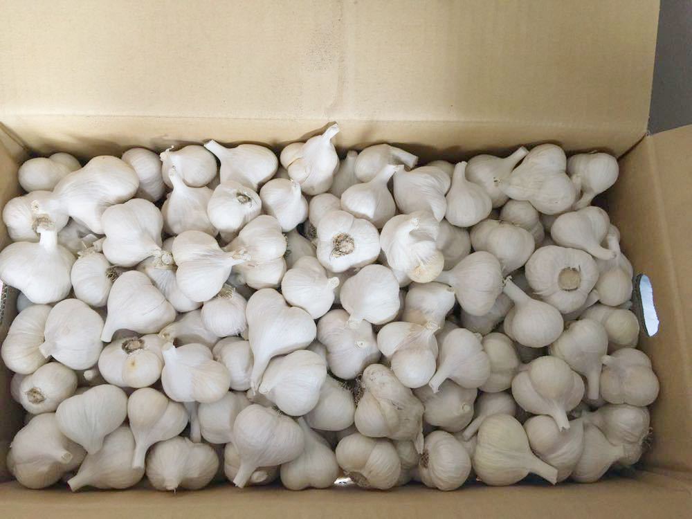 青森県産にんにくS.M混合サイズ3kg 訳あり品_2