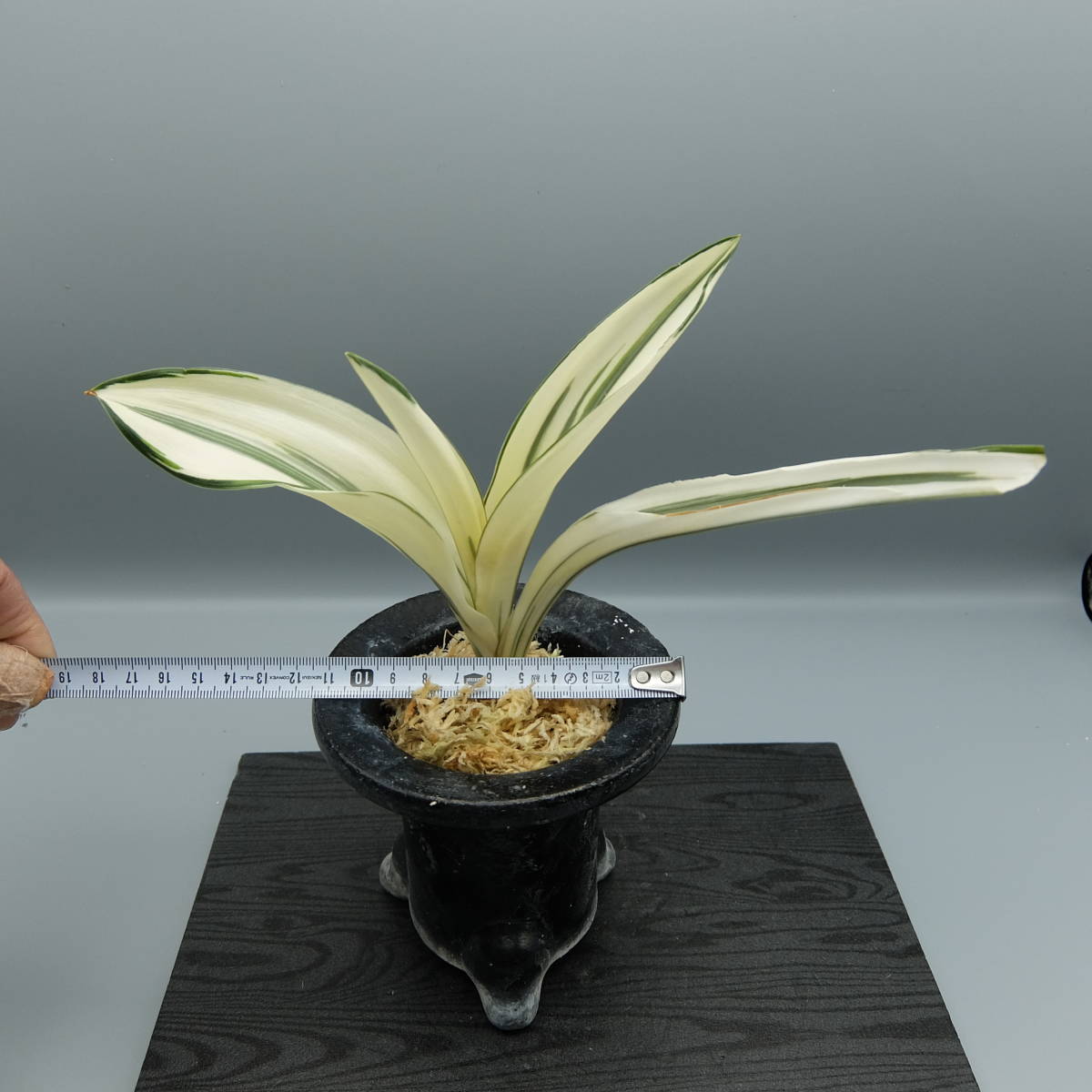 定番人気，大得価 INZおもと 千代田城 万年青 春蘭 古典園芸 オモト(その他)｜売買されたオークション情報、yahooの商品情報をアーカイブ公開 - オークファン その他