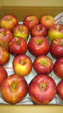 【お買い得，得価】 お 国分太一様絶賛の のあいかの香り１０ １１キロ訳あり家庭用 他品種と詰め合わせ可能(リンゴ)｜売買されたオークション情報、yahooの商品情報をアーカイブ公開 - オークファン リンゴ