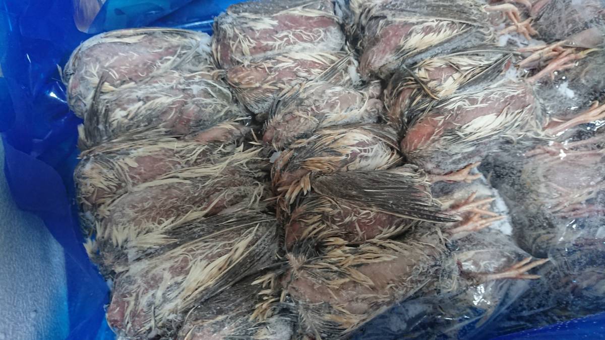 冷凍ウズラ 未処理 | 豊橋産 25羽1ケース 冷凍 [うずらや] ウズラ 未