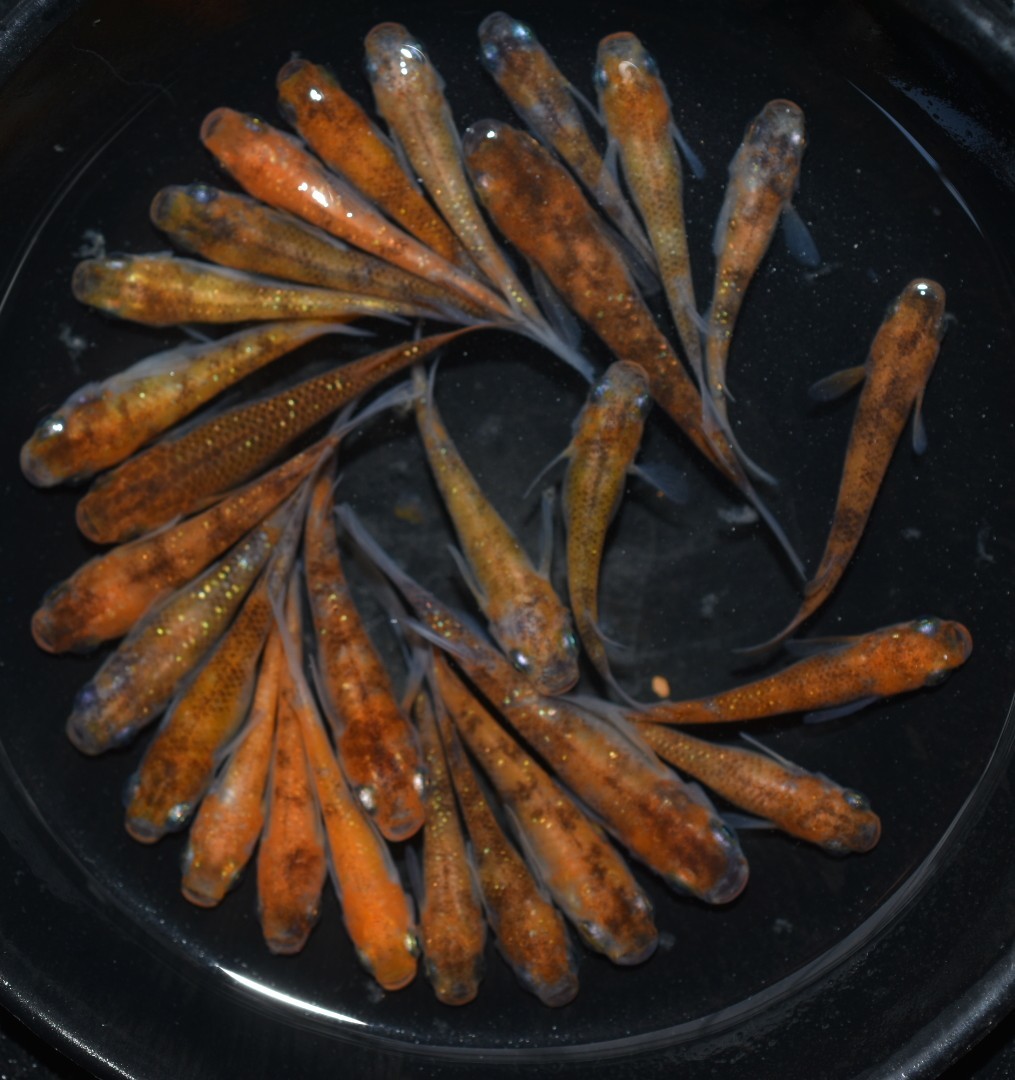  魚楽メダカ 三色ラメ 選別漏れ 27匹(めだか)｜売買されたオークション情報、yahooの商品情報をアーカイブ公開 - オークファン めだか