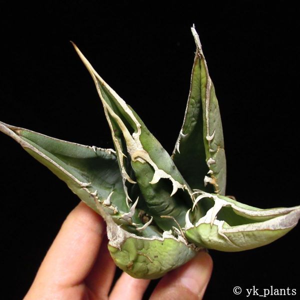 27 Agave titanota FO-076 肉厚丸葉タイプ アガベ チタノタ FO-76