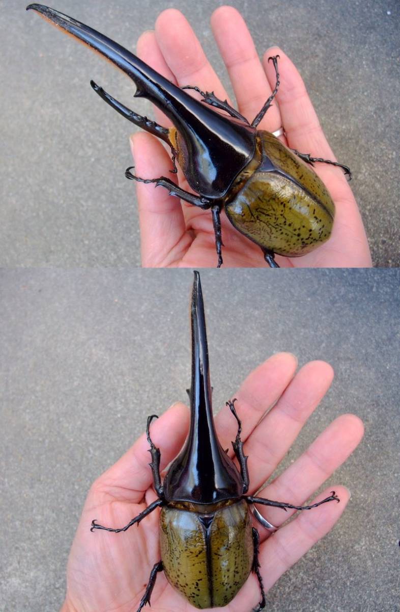 ◆OAKS　DH・ヘラクレス オオカブト◆NO3