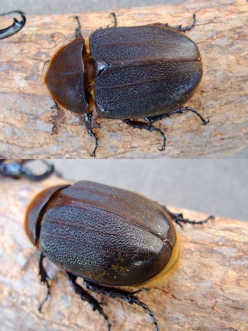 ◆OAKS　DH・ヘラクレス オオカブト◆NO3