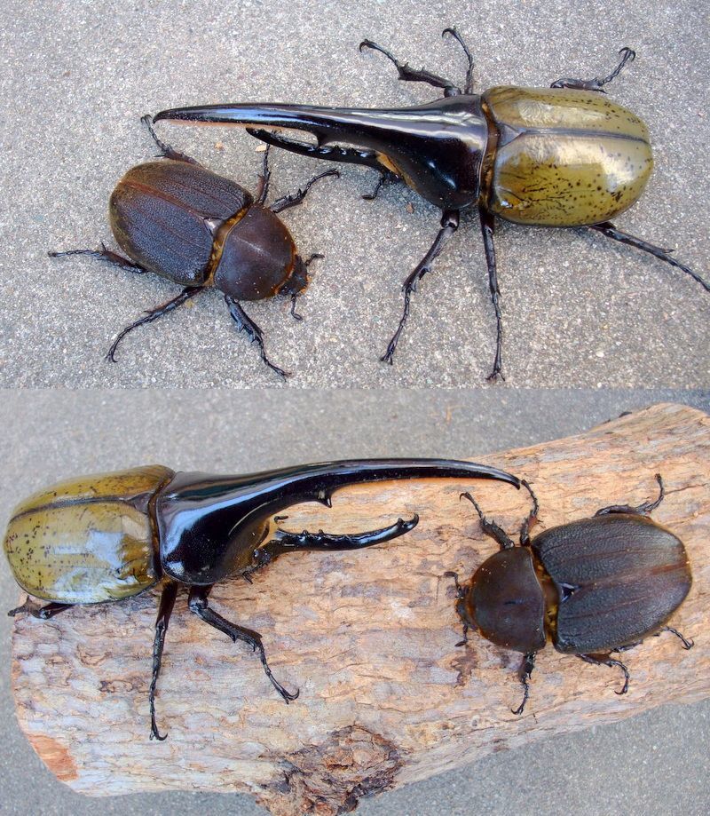 ◆OAKS　DH・ヘラクレス オオカブト◆NO3