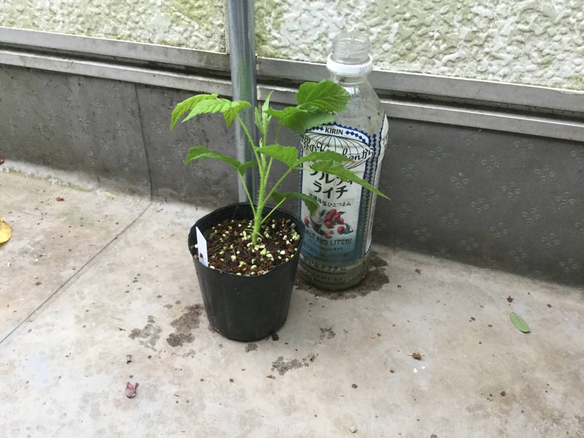 ラズベリー 苗 ジョイゴールド 植木 庭木 売買されたオークション情報 Yahooの商品情報をアーカイブ公開 オークファン Aucfan Com