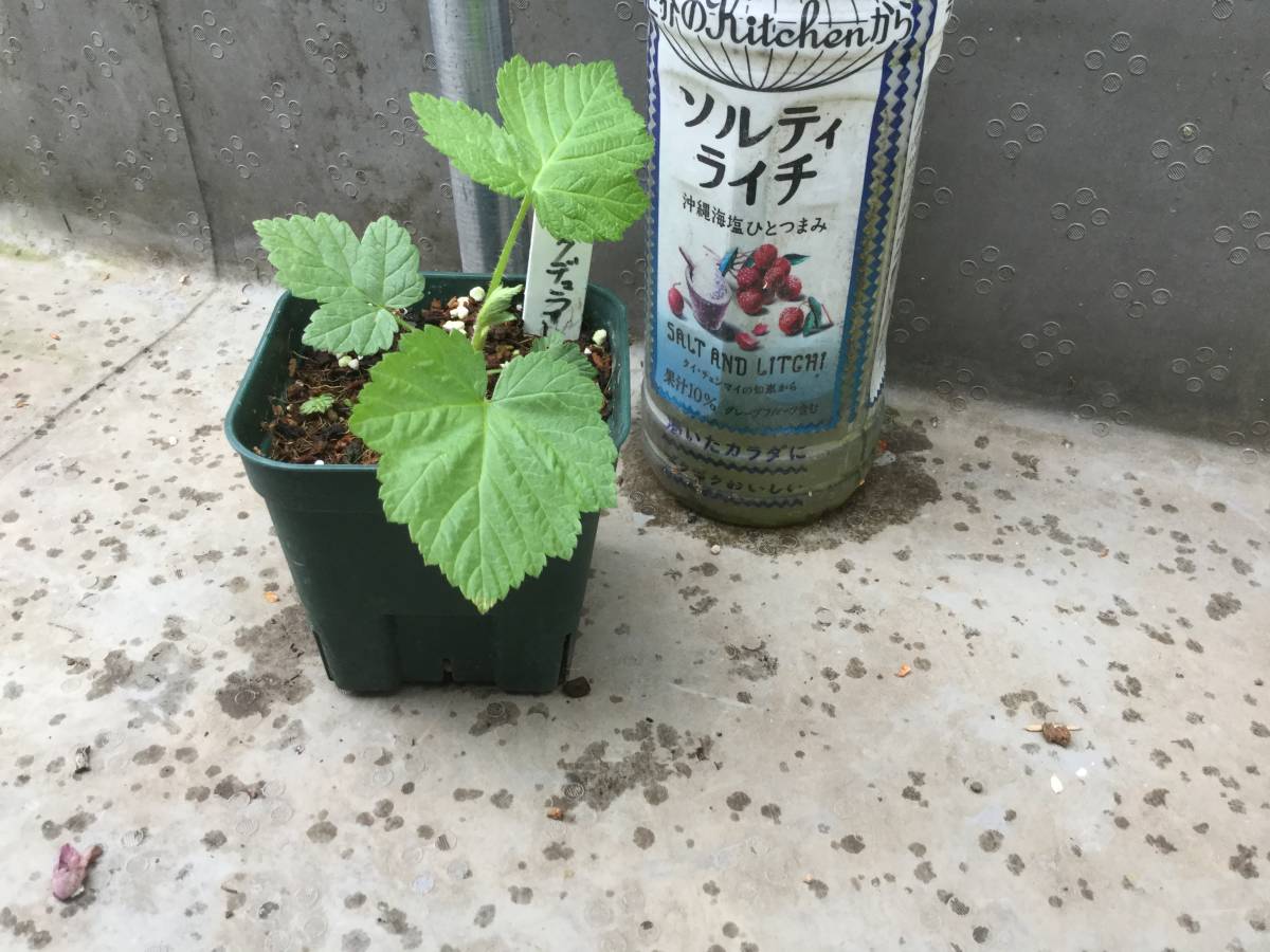 年末のプロモーション特価 ラズベリー 苗 イエローラズベリー ジョイゴールド 二季成り 2年生 ポット苗 Rmladv Com Br