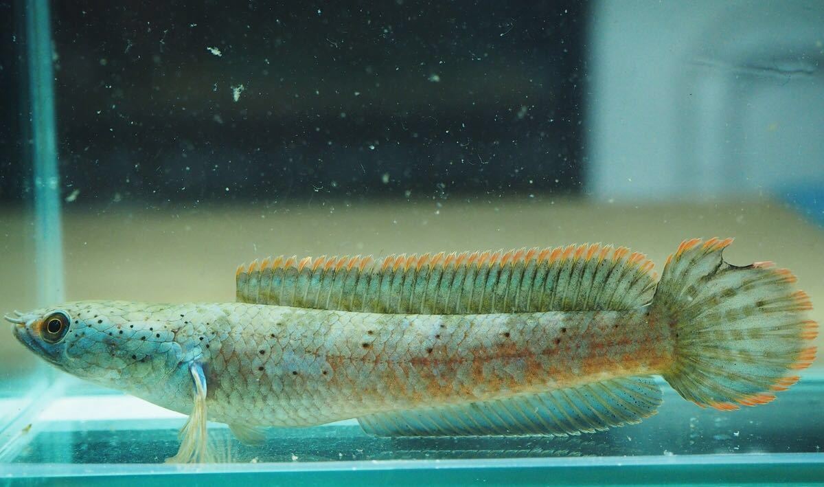 本物保証，爆買い ミャンマーレッドフィン スネークヘッド ワイルド 約10cm 0190413 No4(淡水魚)｜売買されたオークション情報、yahooの商品情報をアーカイブ公開 - オークファン その他