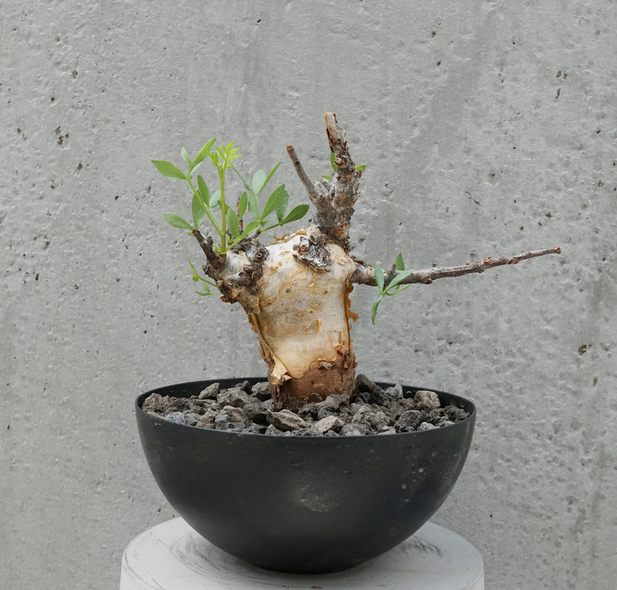 コミフォラ | foliacea Commiphora 発根済⁄ -コミフォラ(花、園芸)の
