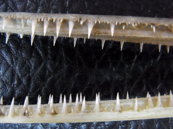  1 000円 売切 特大 ロングノーズガー Longnose gar 頭骨 標本／骨格／剥製(その他)｜売買されたオークション情報、yahooの商品情報をアーカイブ公開 - オークファン その他