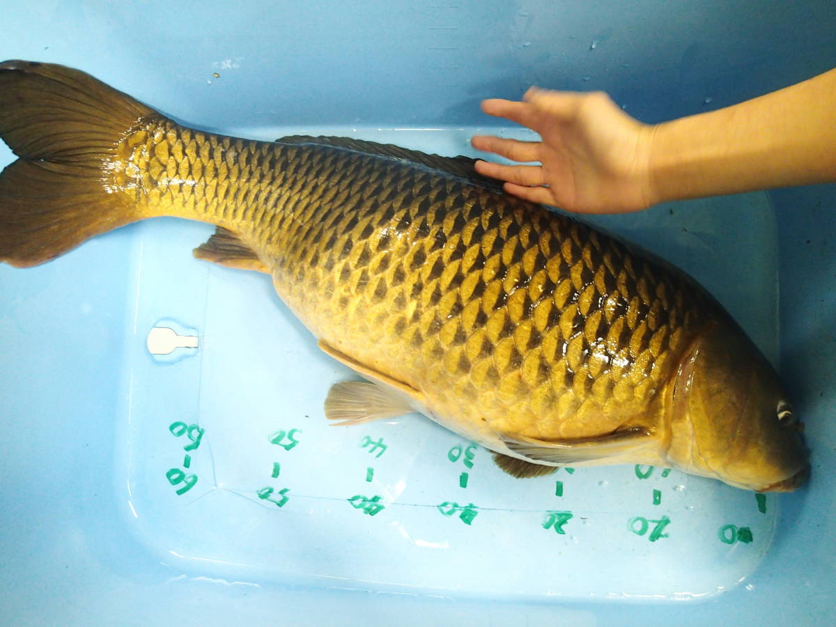 岐阜ペパーミント　琵琶湖産! モンスター真鯉　95cm　