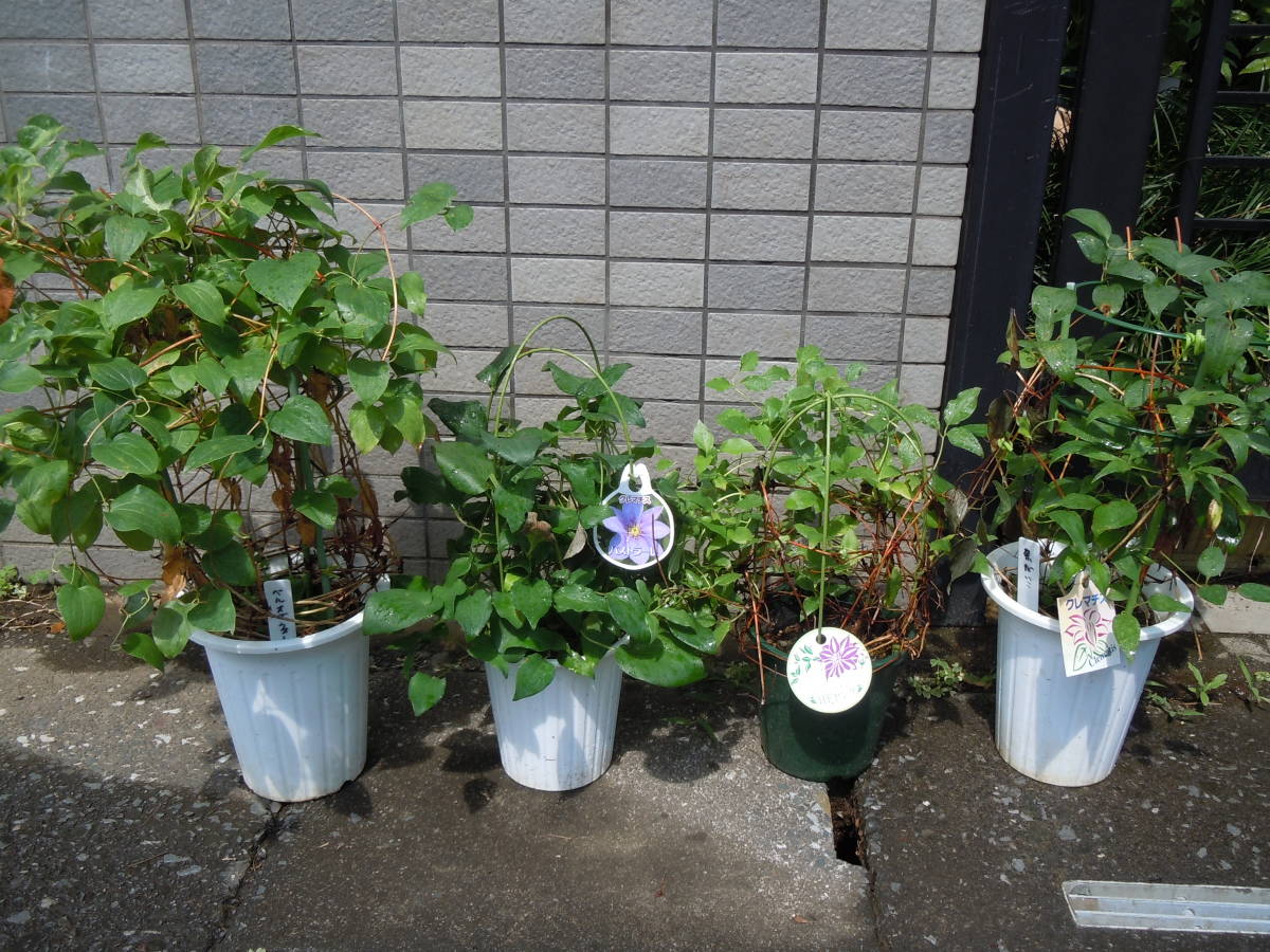 クレマチス 4鉢セット クレマチス4鉢セット 送料込み ガーデニング 花、園芸 【公式通販】