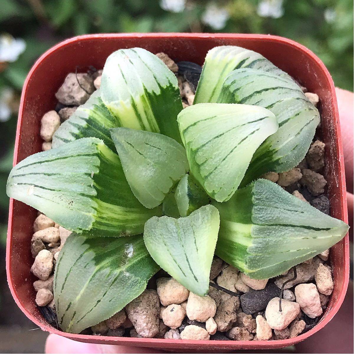 定番人気，新作登場多肉植物/ハオルチア アトロフスカ錦 極上斑(サボテン)｜売買されたオークション情報、yahooの商品情報をアーカイブ公開 - オークファン サボテン