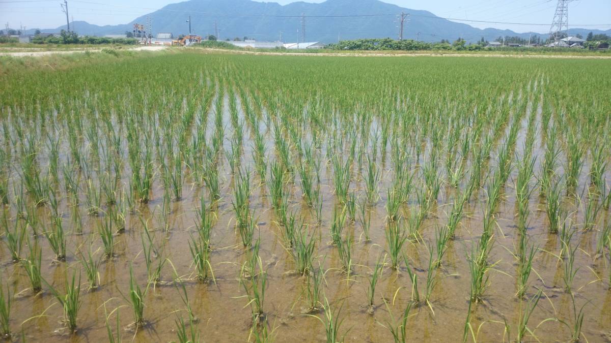 コシヒカリ 特別栽培米 米 令和7年 精米 | 白米 お米 新潟産
