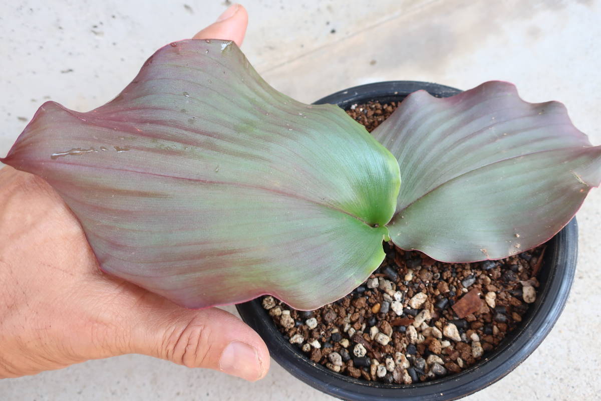 （◎＿◎；）★Kaempferia sp.★ケンフェリア★★★★★★ Yahoo!オークション Kaempferia -「ケンフェリア」(その他) SP ケンフェリア・SP ＧＫＺ植物事典・ケンプフェリア・プルクラ