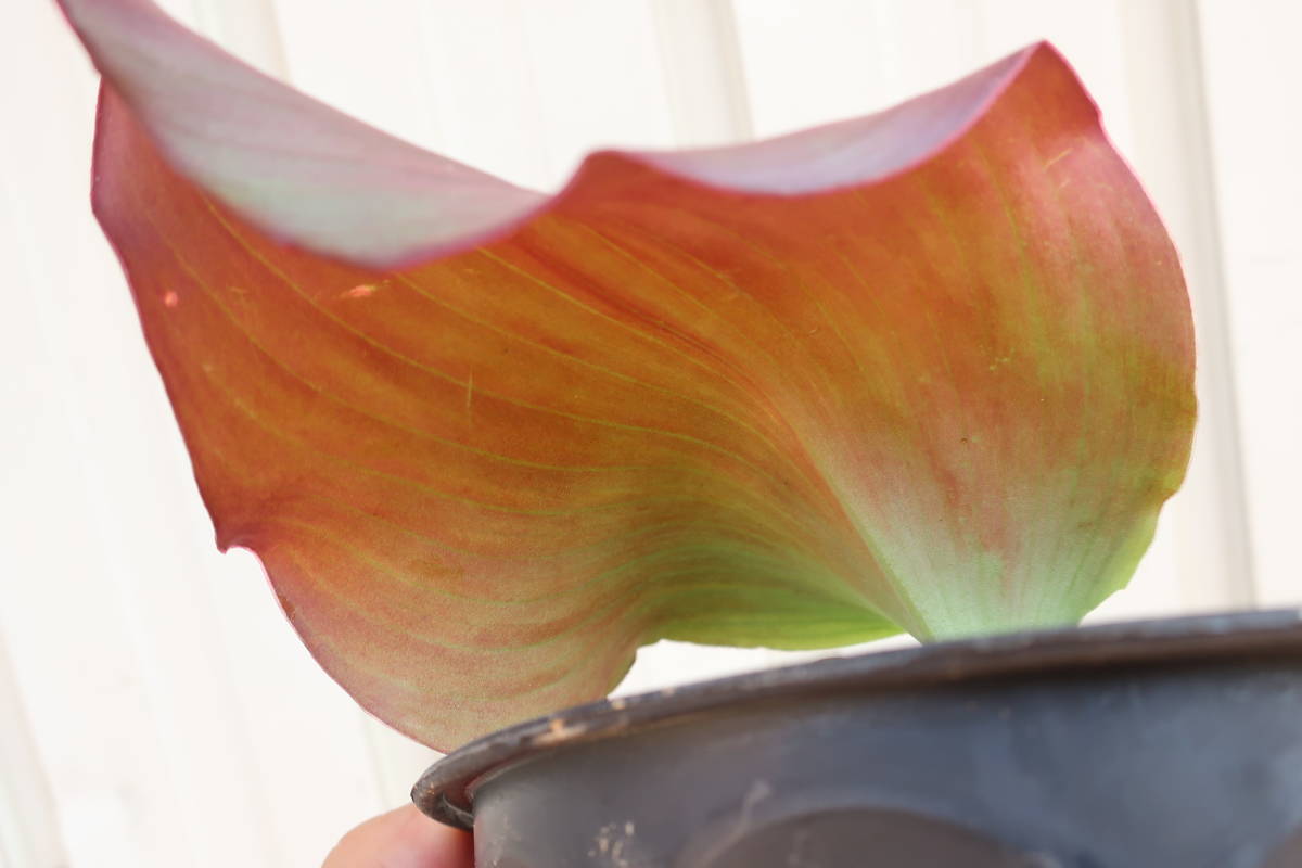 （◎＿◎；）★Kaempferia sp.★ケンフェリア★★★★★★ Yahoo!オークション Kaempferia -「ケンフェリア」(その他) SP ケンフェリア・SP ＧＫＺ植物事典・ケンプフェリア・プルクラ