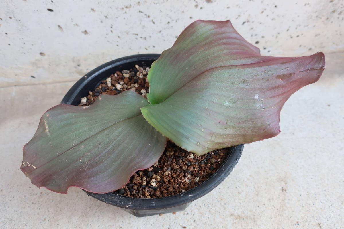 （◎＿◎；）★Kaempferia sp.★ケンフェリア★★★★★★ Yahoo!オークション Kaempferia -「ケンフェリア」(その他) SP ケンフェリア・SP ＧＫＺ植物事典・ケンプフェリア・プルクラ