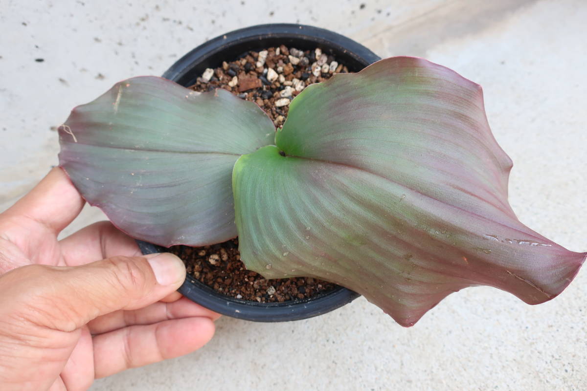 （◎＿◎；）★Kaempferia sp.★ケンフェリア★★★★★★ Yahoo!オークション Kaempferia -「ケンフェリア」(その他) SP ケンフェリア・SP ＧＫＺ植物事典・ケンプフェリア・プルクラ